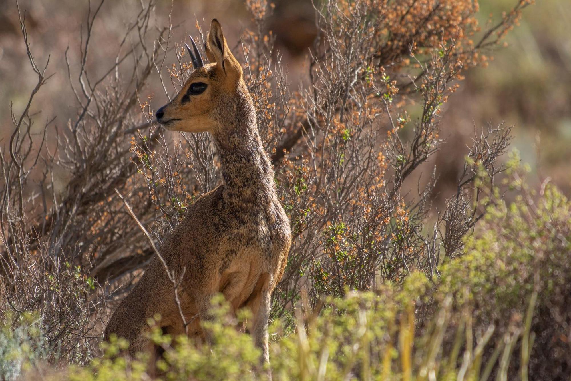Bosch Luys Kloof Nature Reserve Ледісміт Екстер'єр фото